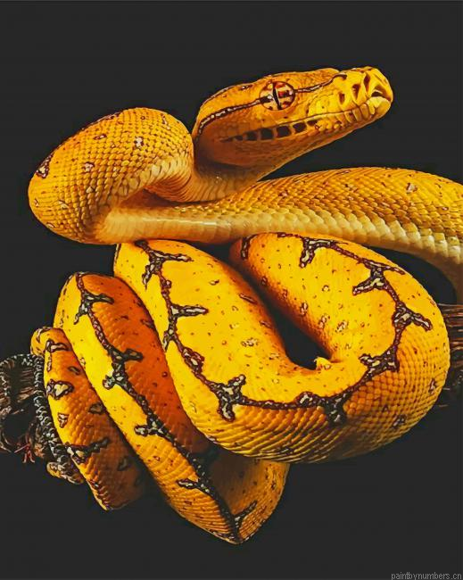 Yellow Black Snake Reptiles Painting By Numberss.png