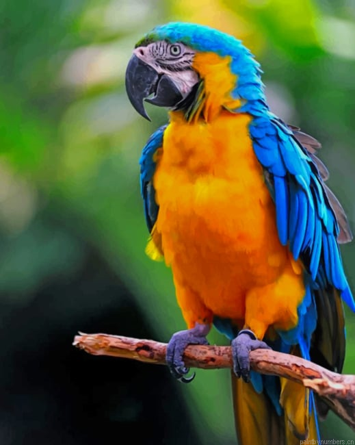 Yellow Blue Parrot Birds Painting By Numberss.png