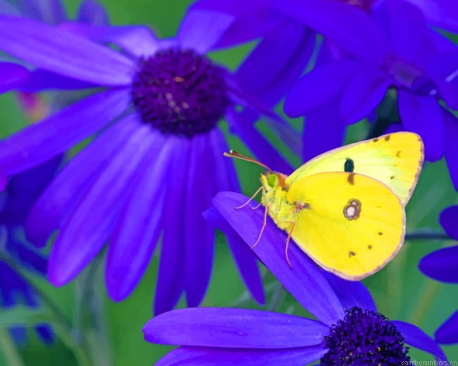 Yellow Butterfly On Purple Flowers Insects Painting By Numberss.png