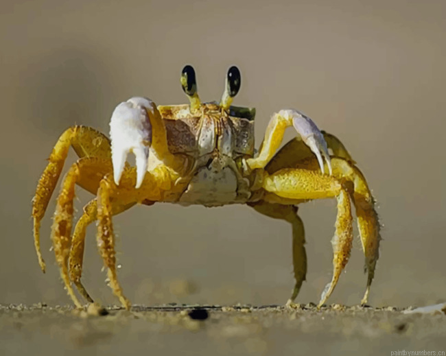 Yellow Crab On Beach Sand Painting By Numberss.png