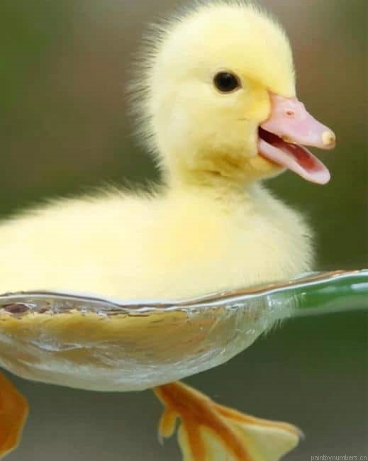 Yellow Cute Baby Duck Birds Painting By Numberss.png