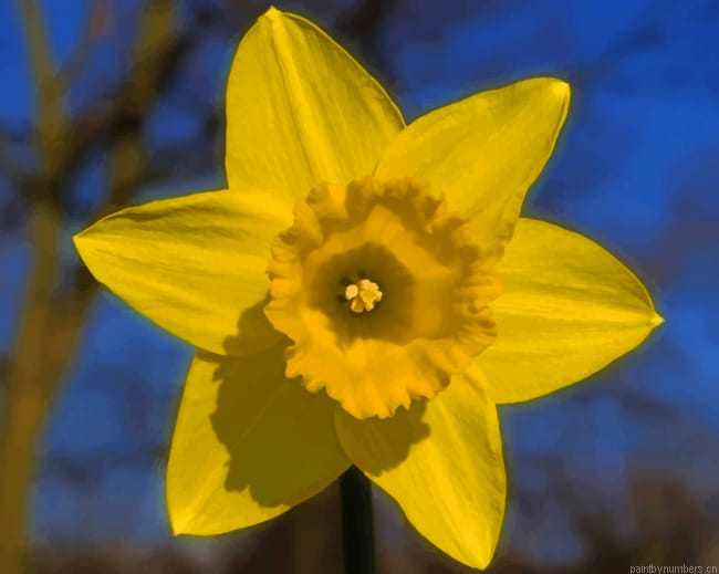Yellow Daffodil Flower Painting By Numberss.png