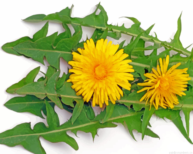 Yellow Dandelions Painting By Numbers.png