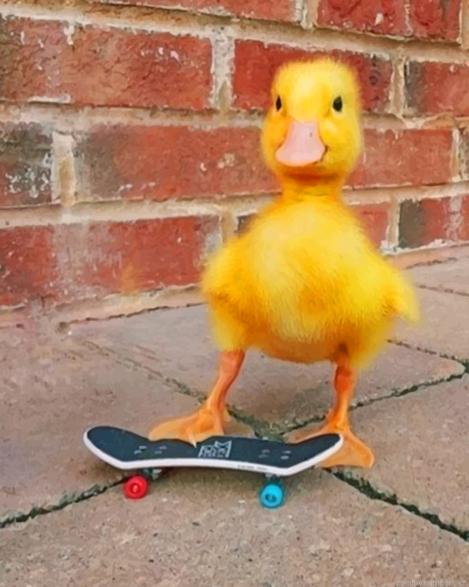 Yellow Duck Birds Painting By Numberss.png