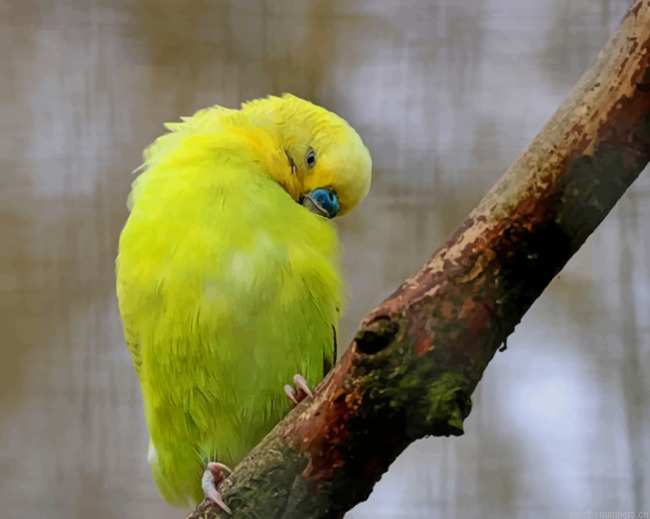 Yellow Feathered Wing Parrot Birds Painting By Numberss.png