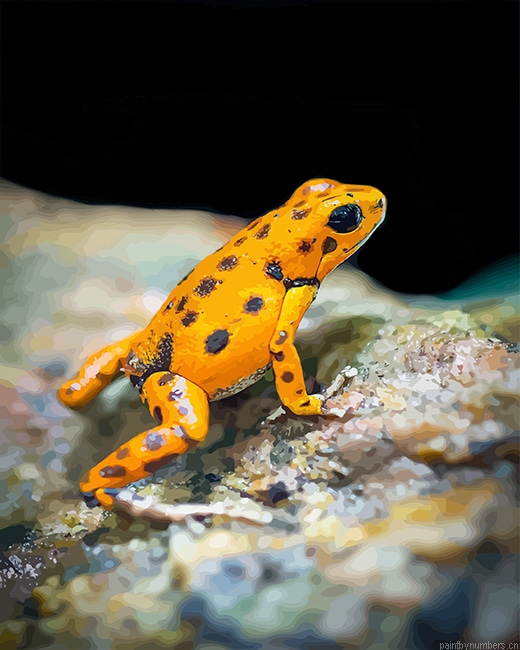 Yellow Frog Animals Painting By Numberss.png