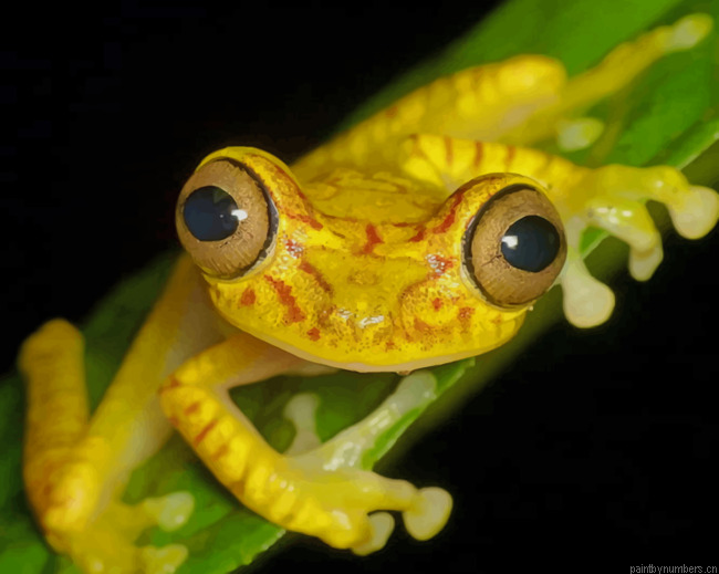 Yellow Frog On Green Leaf Plant Animals Painting By Numberss.png