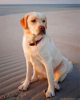 Yellow Lab Painting By Numbers.png