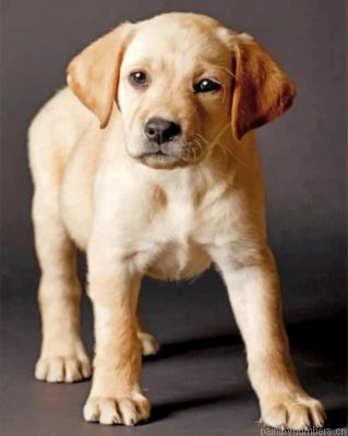 Yellow Labrador Painting By Numbers.png