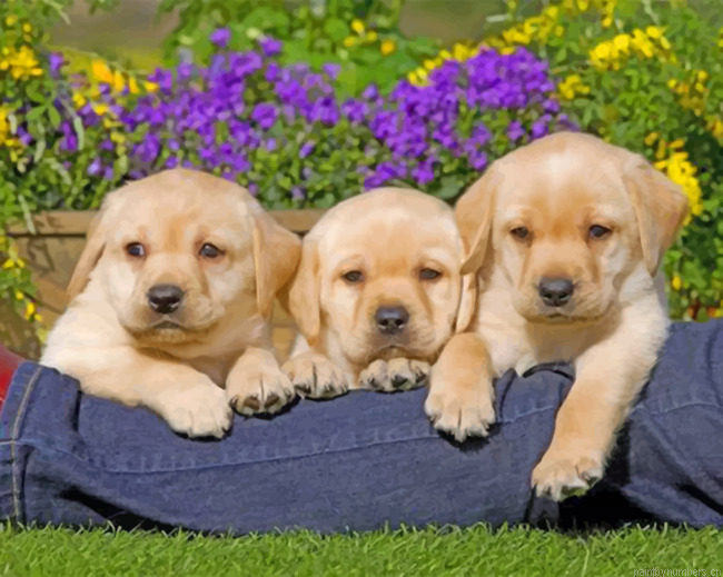 Yellow Labrador Puppies Painting By Numbers.png