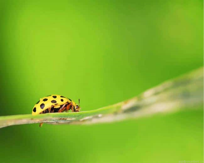 Yellow Ladybug Insect Painting By Numberss.png