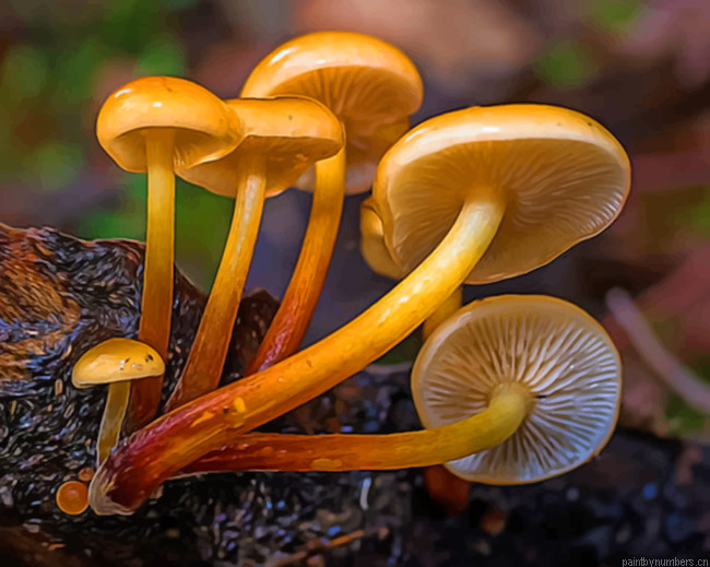 Yellow Mushrooms Painting By Numberss.png