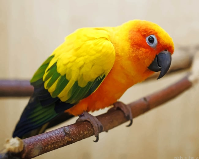 Yellow Parrot Birds Painting By Numberss.png