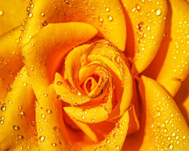 Yellow Rose Flowers Painting By Numberss.png