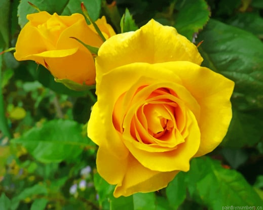 Yellow Roses Blooms Flowers Painting By Numberss.png