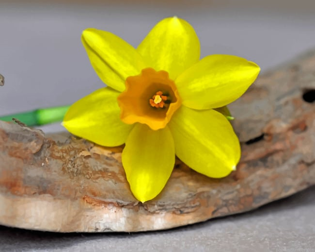 Yellow Single Daffodil Flower Painting By Numberss.png