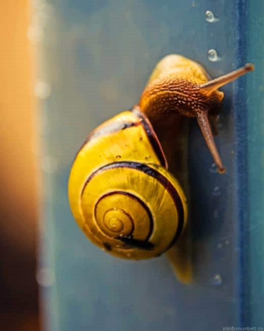 Yellow Snail Animals Painting By Numberss.png