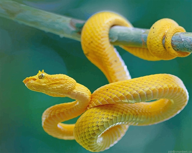 Yellow Snake On Branch Reptiles Painting By Numbers.png