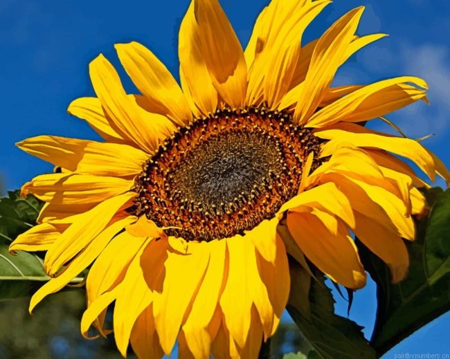 Yellow Sunflower In Sun Painting By Numberss.png