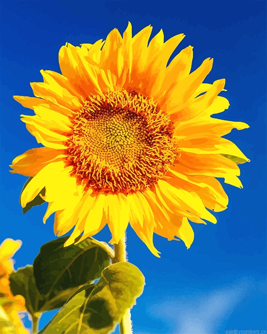 Yellow Sunflower Painting By Numberss.png