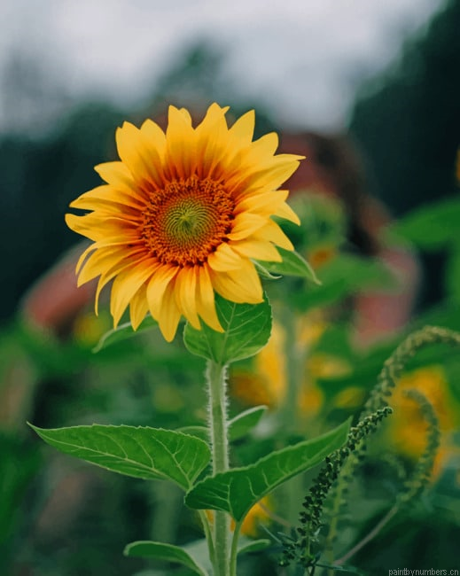 Yellow Sunflower Plant Painting By Numberss.png