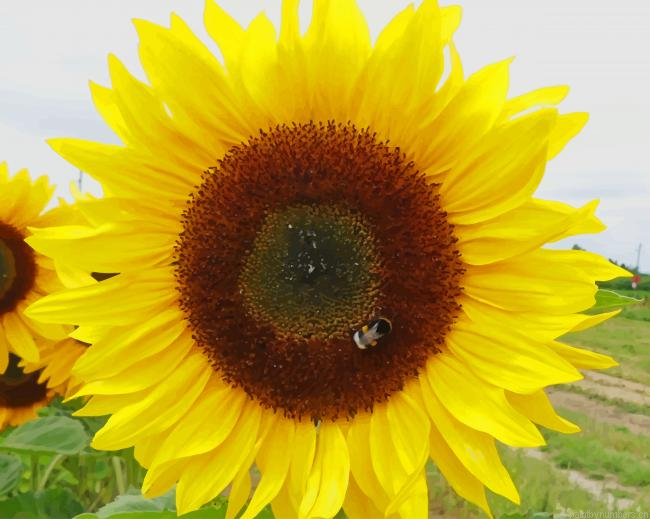 Yellow Sunflower Plants Painting By Numberss.png