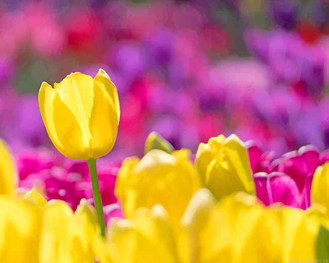 Yellow Tulip Flowers Painting By Numberss.png