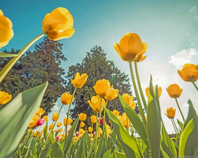 Yellow Tulips Flowers Painting By Numberss.png