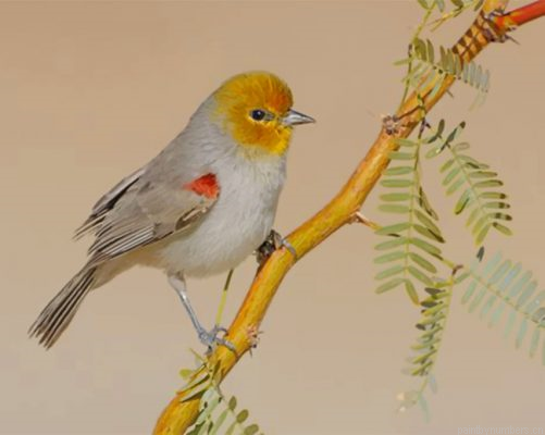 Yellow Verdin Painting By Numbers.png