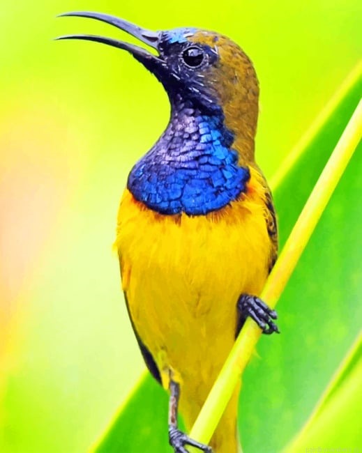 Yellow And Blue Woodpecker Bird Painting By Numberss.png