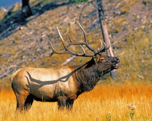 Yellowstone Elk Painting By Numbers.png