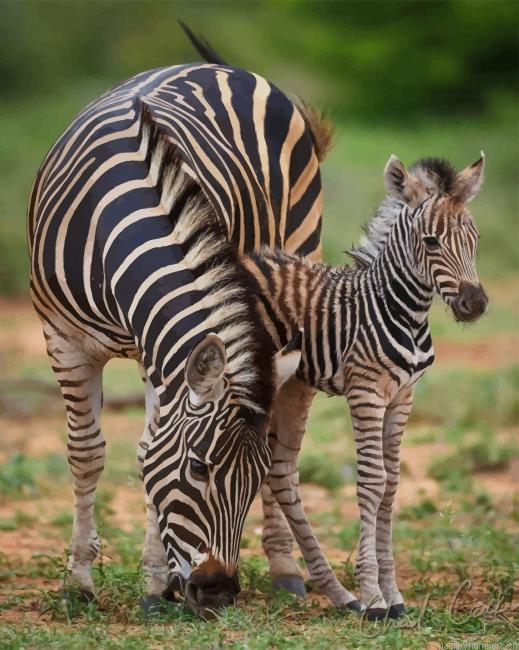 Zebra And Foal Animals Painting By Numberss.png