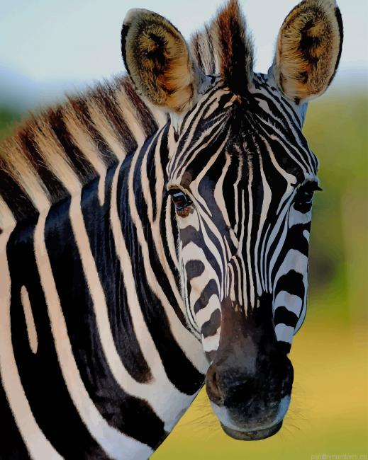 Zebra Animal Painting By Numberss.png