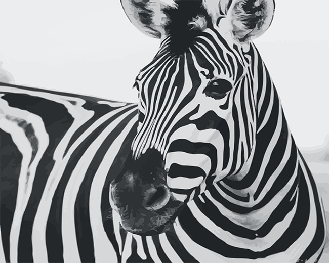 Zebra Black And White Animals Painting By Numbers.png