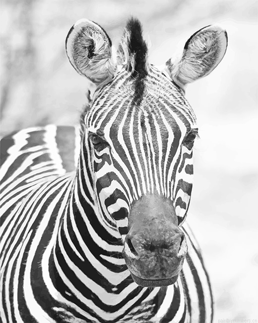 Zebra Black And White Animals Painting By Numberss.png