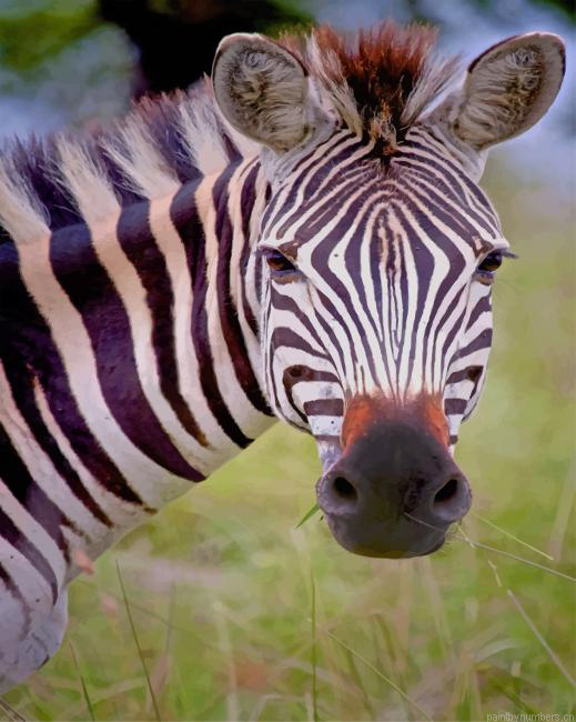 Zebra Face Animals Painting By Numberss.png