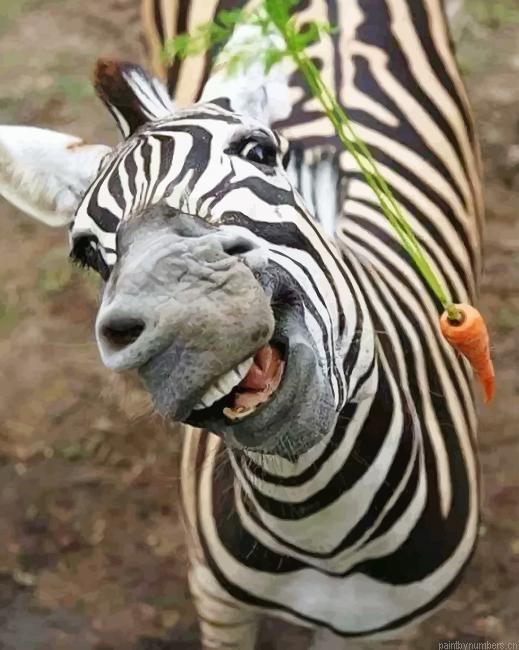 Zebras Black And White Animals Painting By Numbers.png