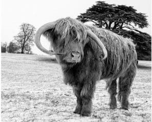 Zimal Highland Cow Painting By Numberss.png