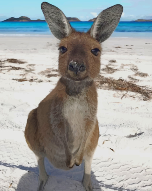 Kangaroo In The Beach Animals Painting By Numberss.png