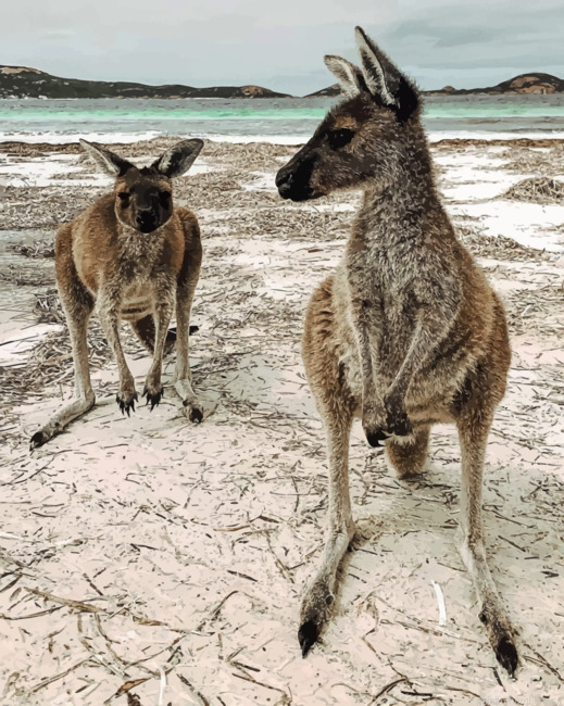 Kangaroos In The Beach Animals Painting By Numberss.png