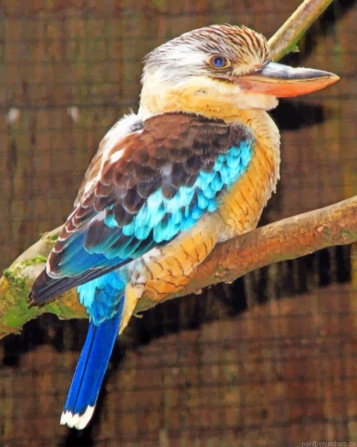 Kookaburra Birds Painting By Numbers.png