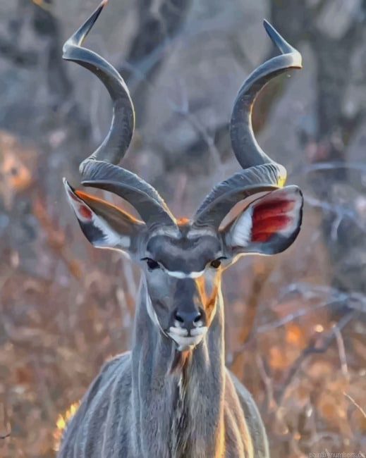 Kudu Animal Painting By Numberss.png